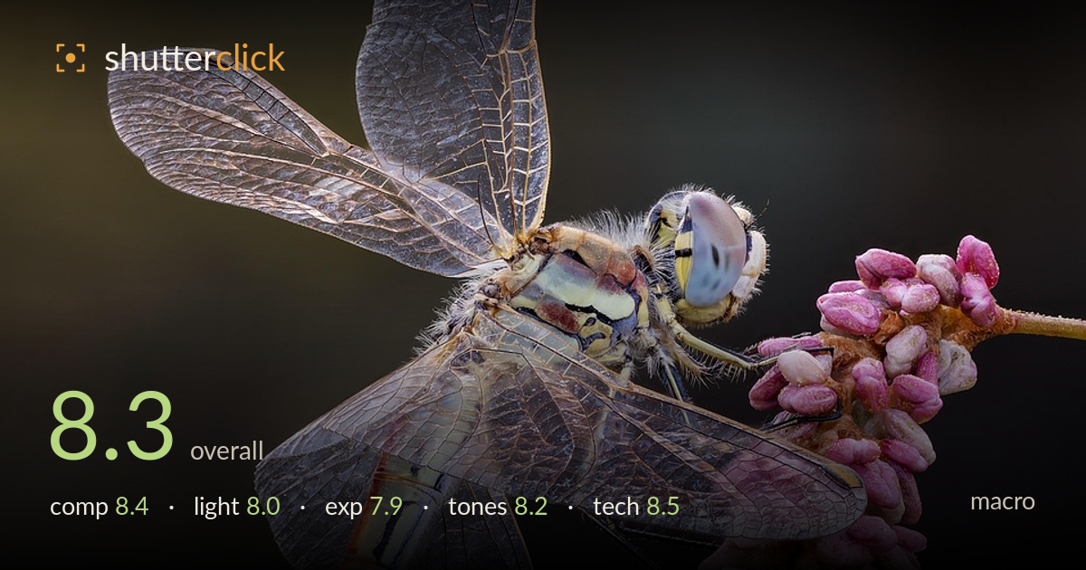 macro photo critique card
