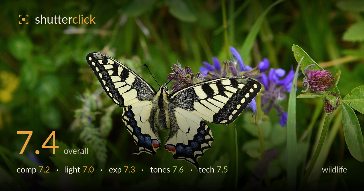 wildlife photo critique card