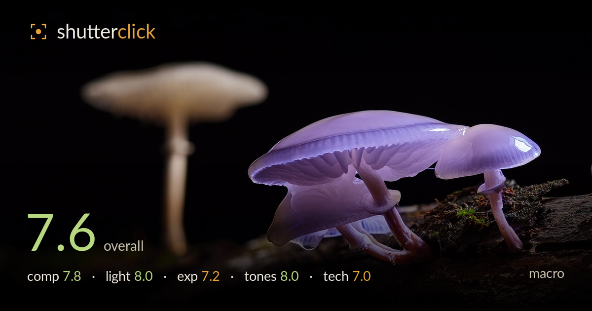 macro photo critique card