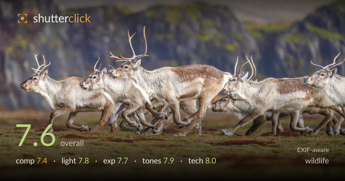 wildlife photo critique card