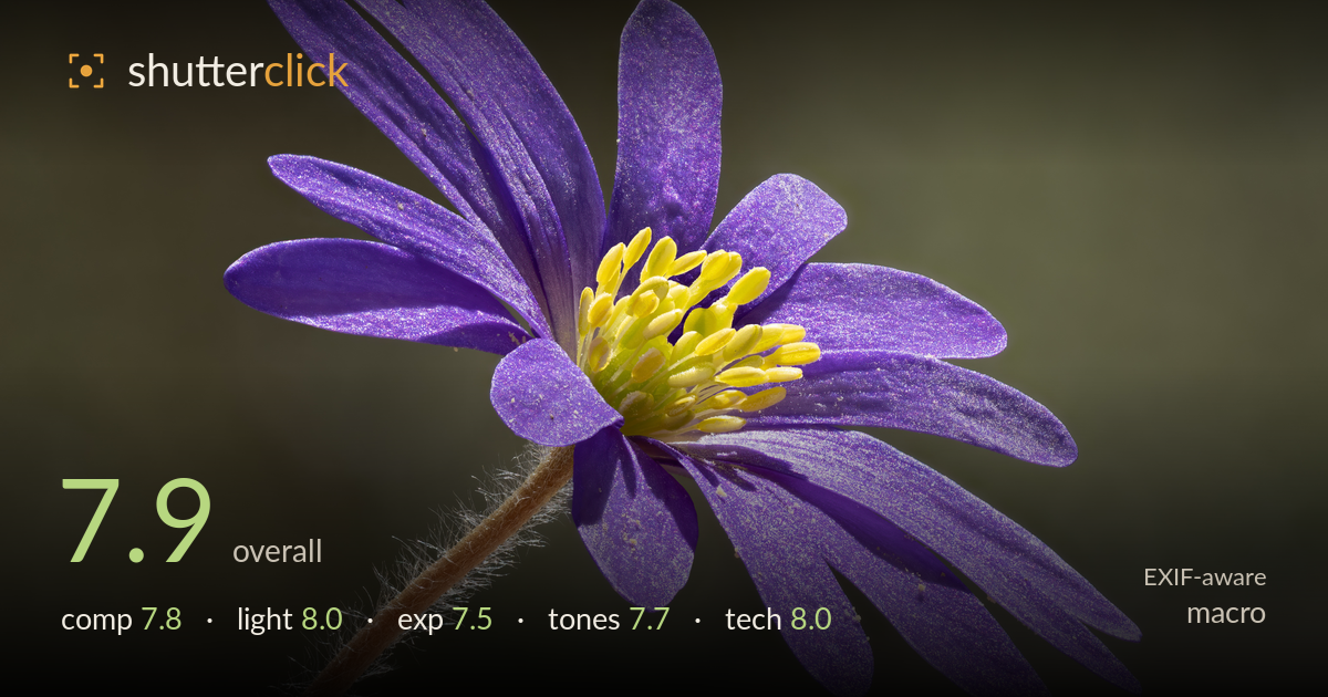 macro photo critique card
