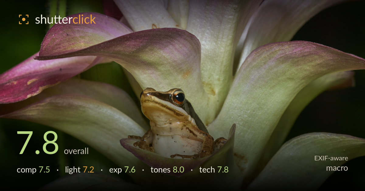 macro photo critique card