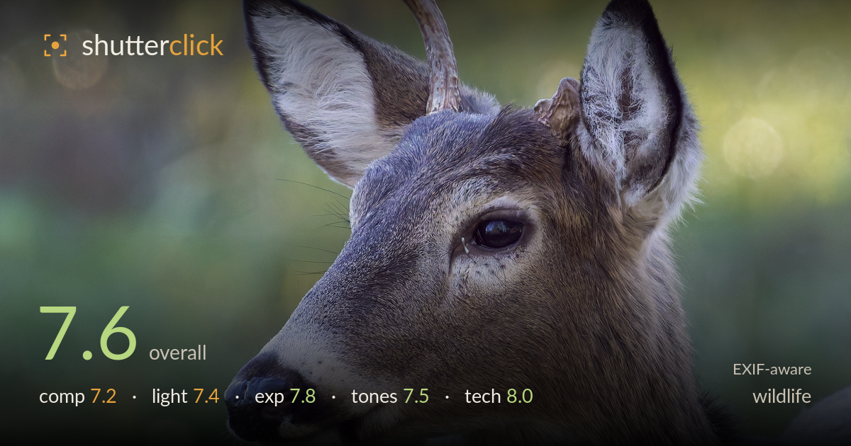 wildlife photo critique card