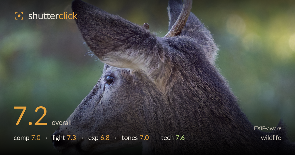 wildlife photo critique card