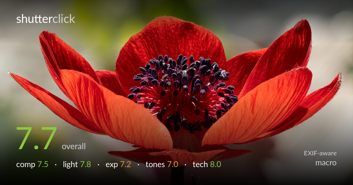 macro photo critique card