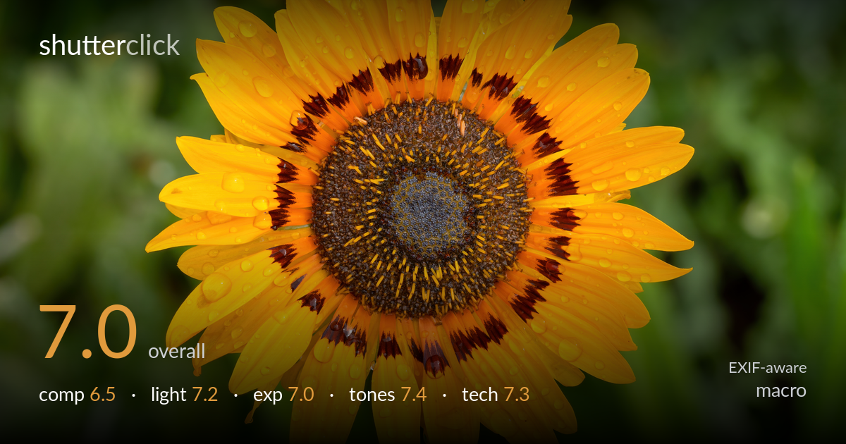 macro photo critique card