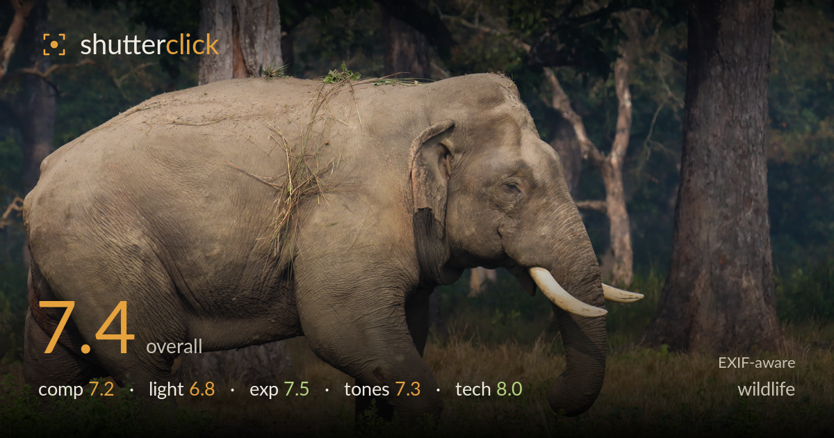 wildlife photo critique card