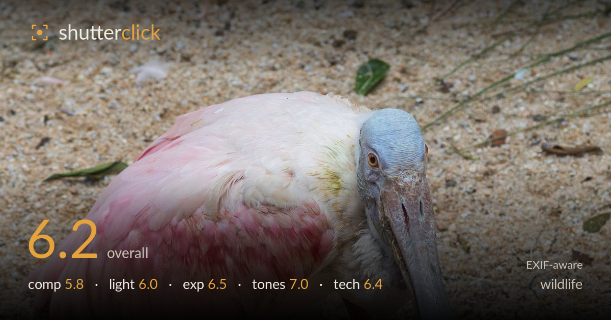 wildlife photo critique card