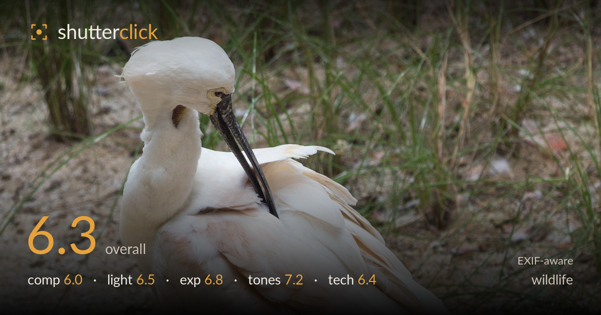 wildlife photo critique card