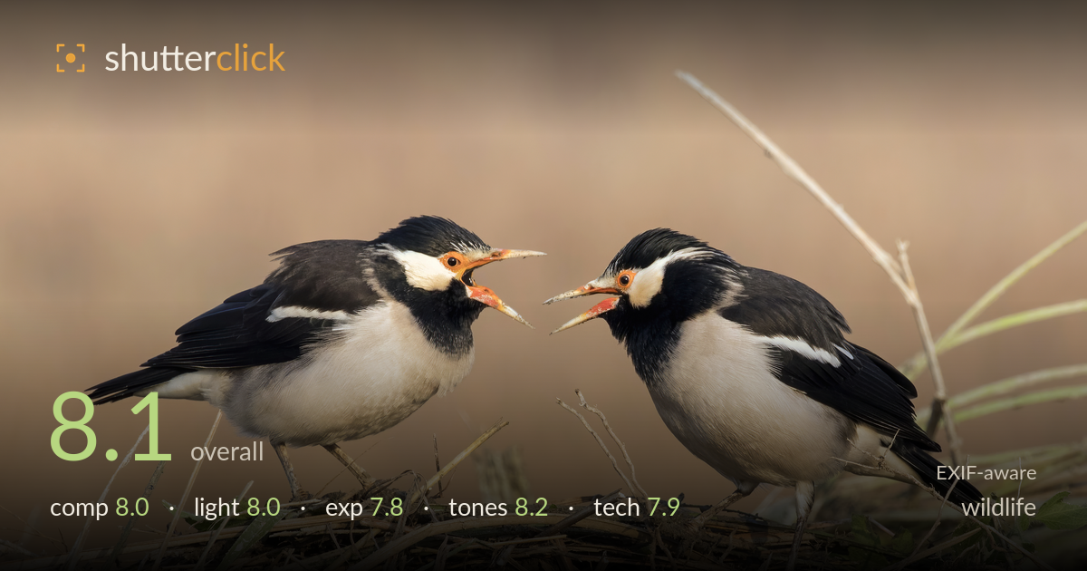 wildlife photo critique card