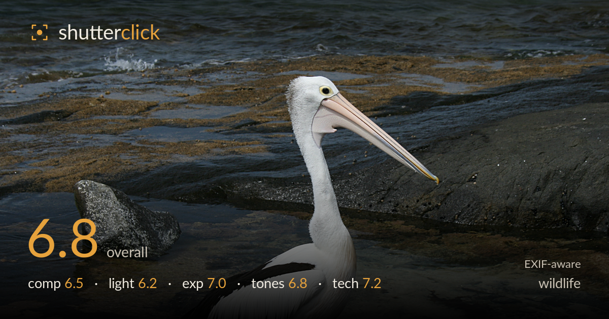 wildlife photo critique card
