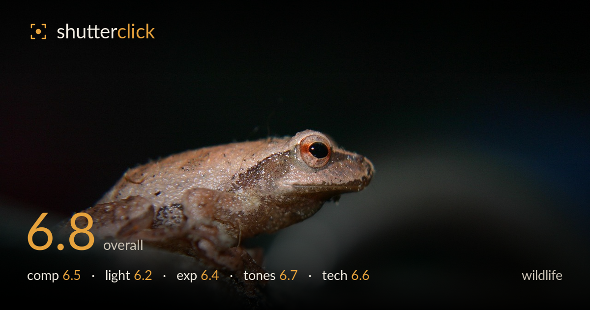 wildlife photo critique card