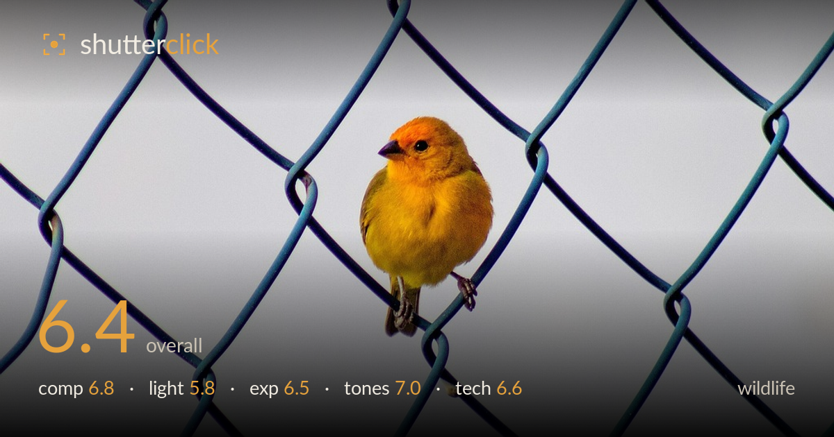 wildlife photo critique card