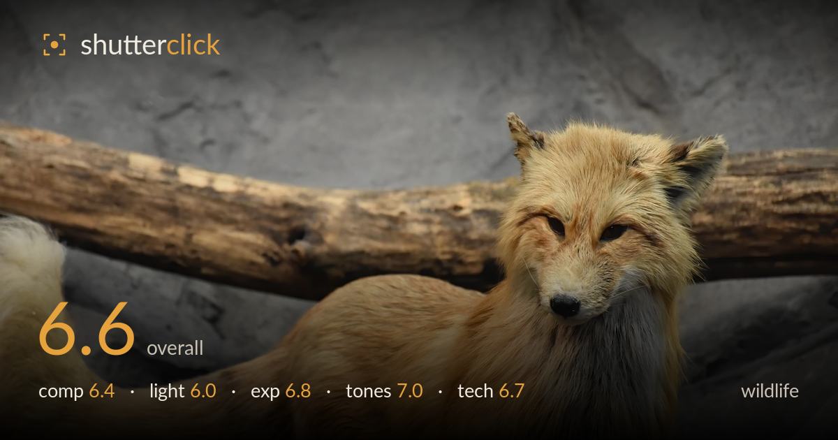 wildlife photo critique card