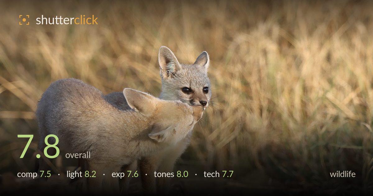 wildlife photo critique card