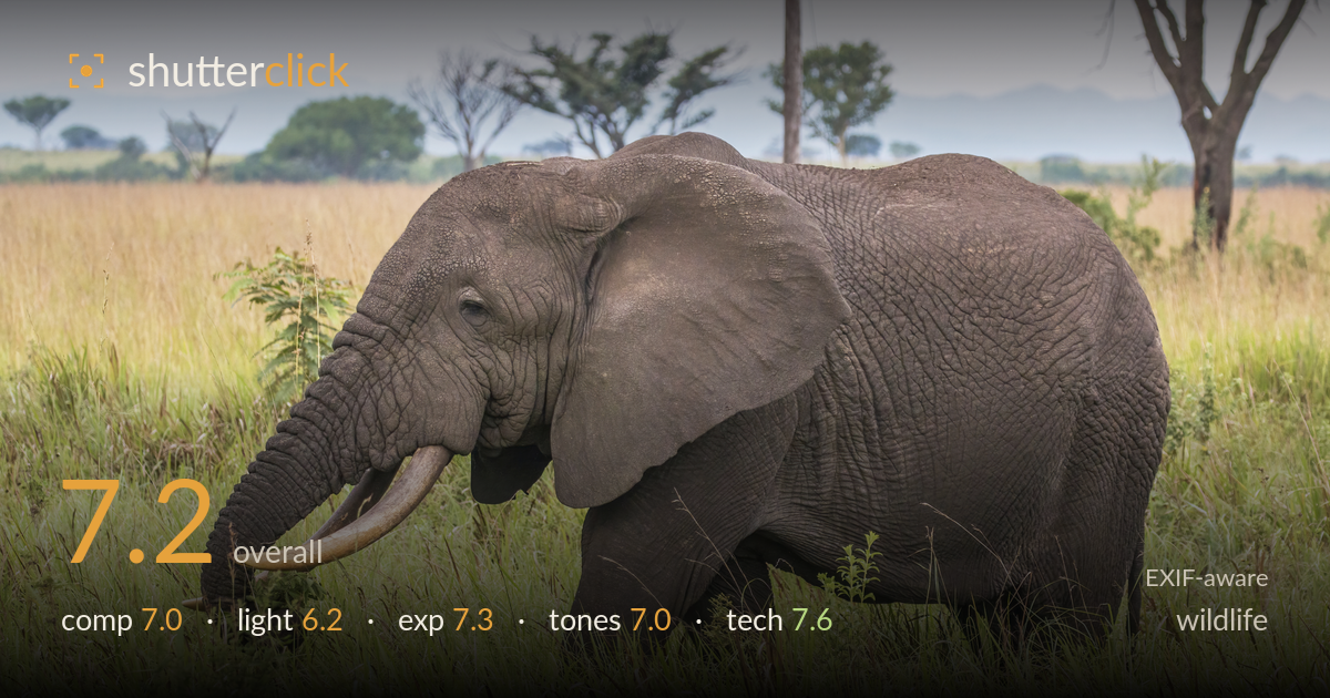 wildlife photo critique card