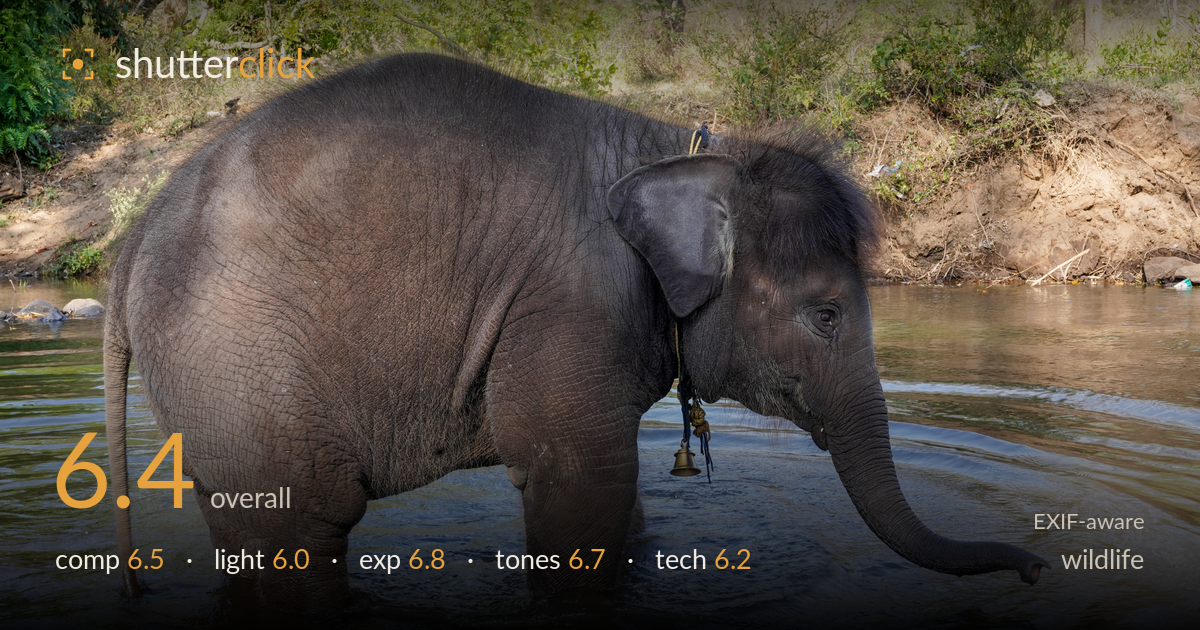 wildlife photo critique card