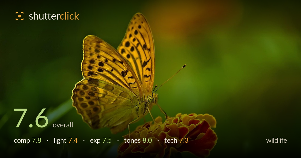 wildlife photo critique card