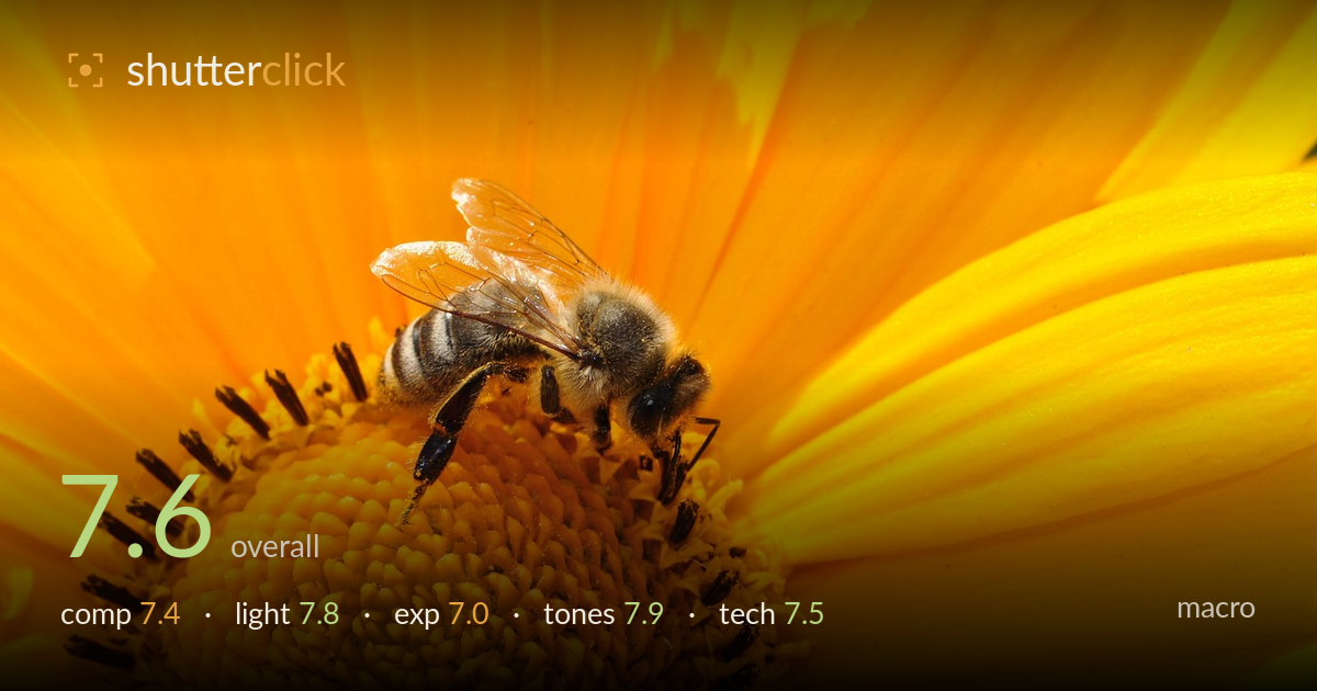 macro photo critique card