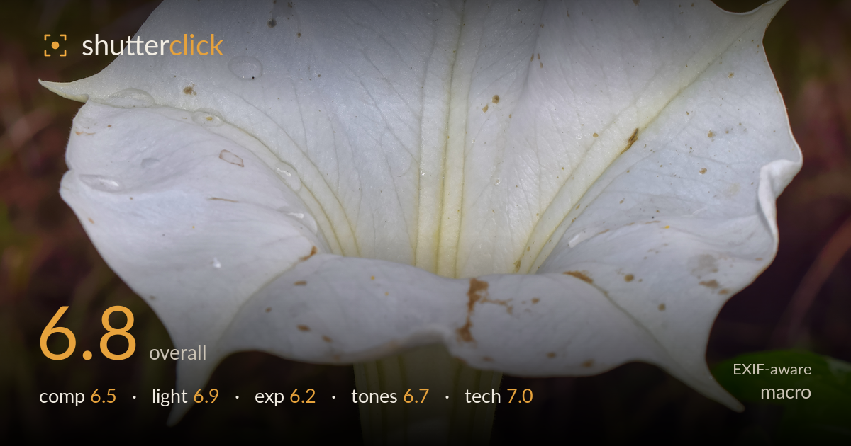 macro photo critique card