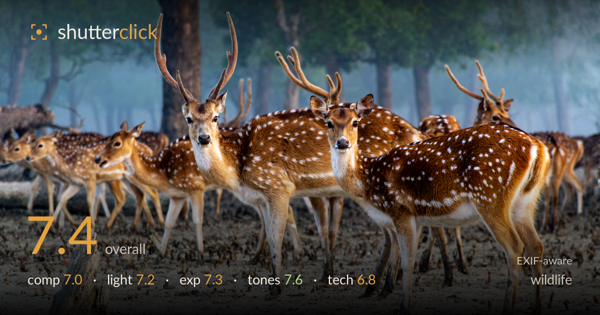wildlife photo critique card