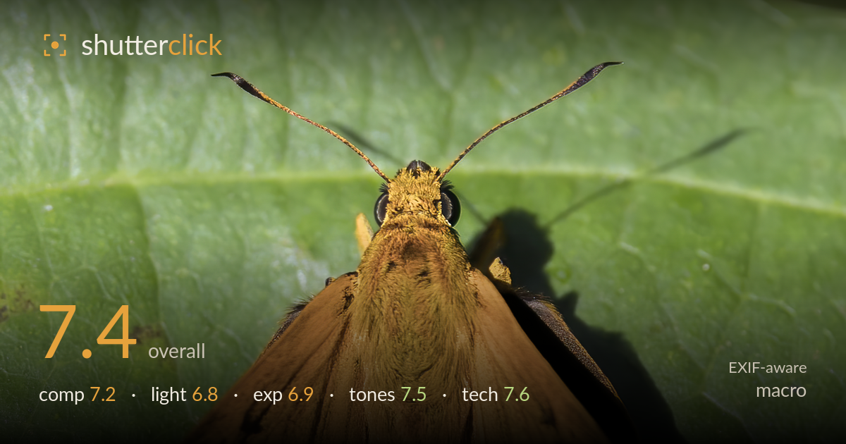 macro photo critique card