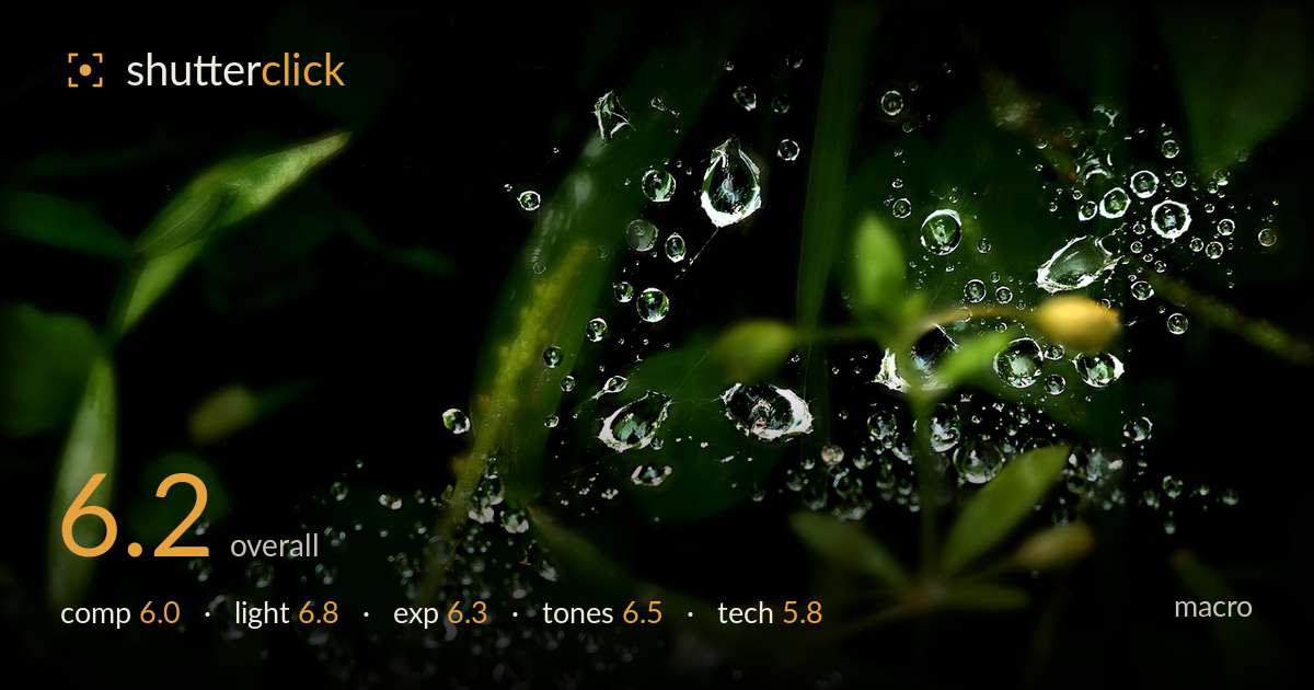 macro photo critique card