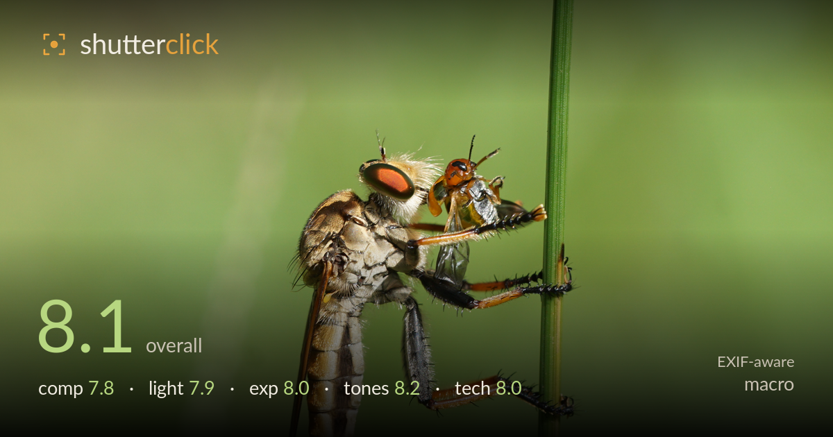 macro photo critique card