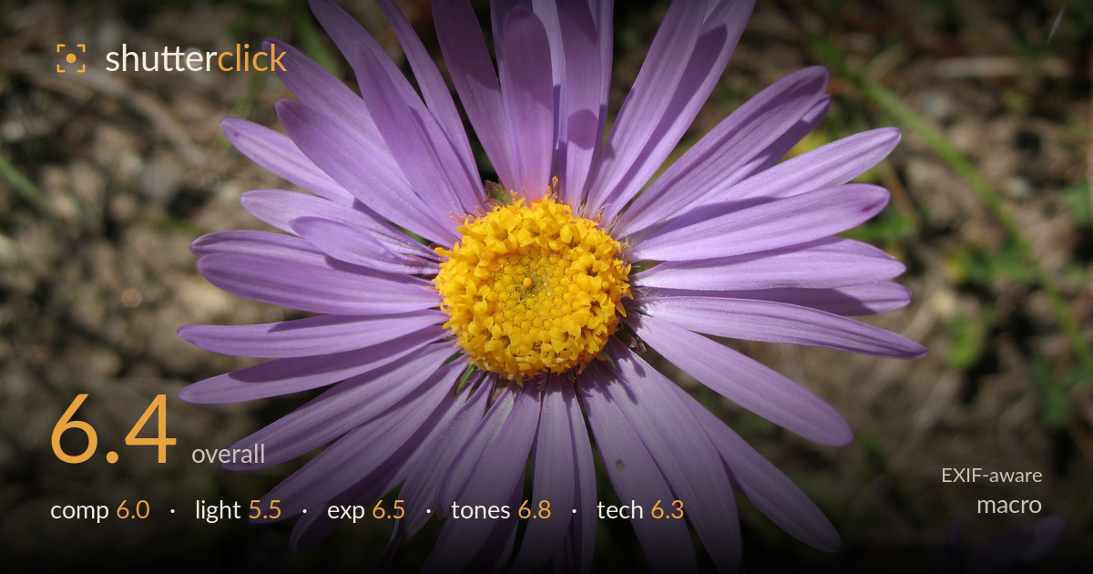 macro photo critique card