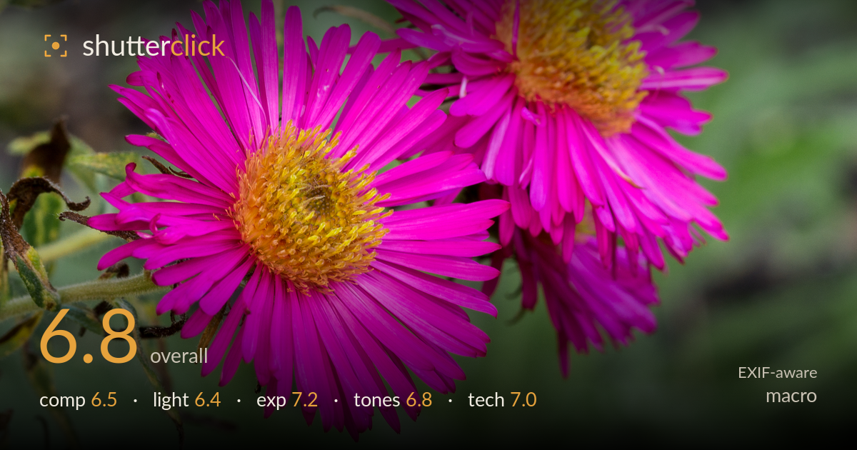 macro photo critique card