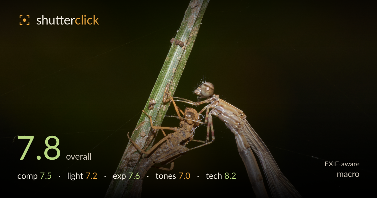 macro photo critique card