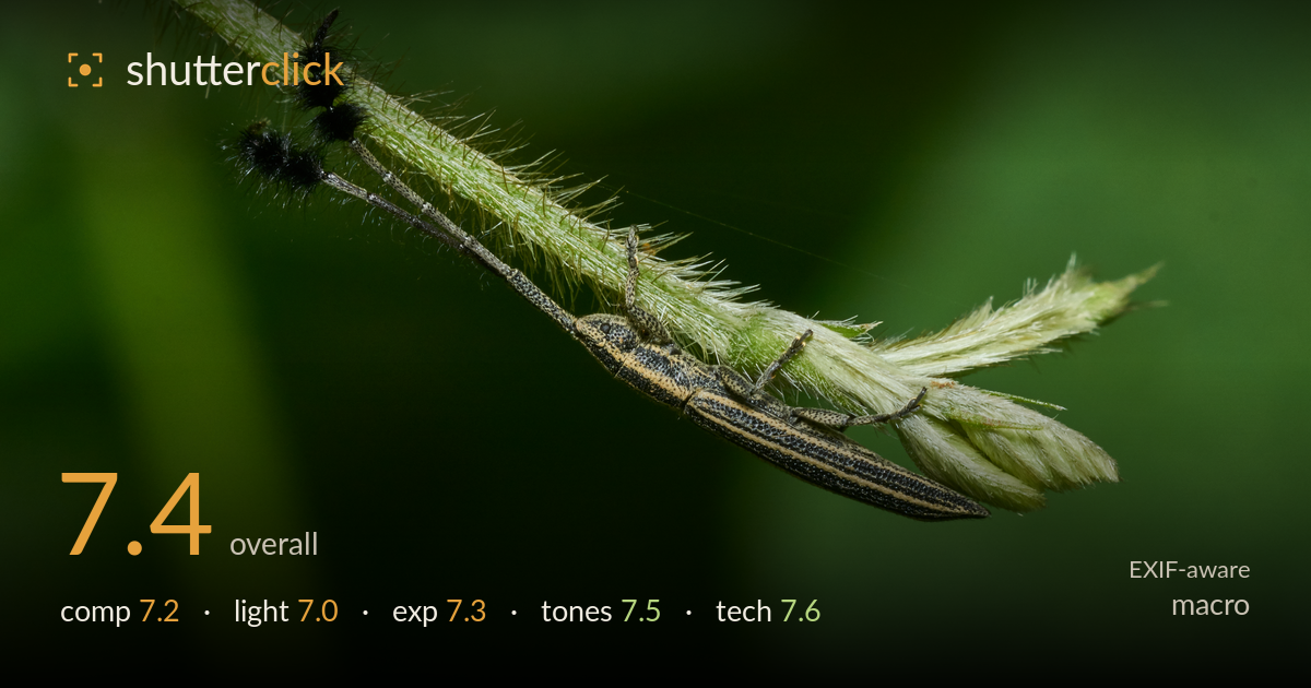 macro photo critique card