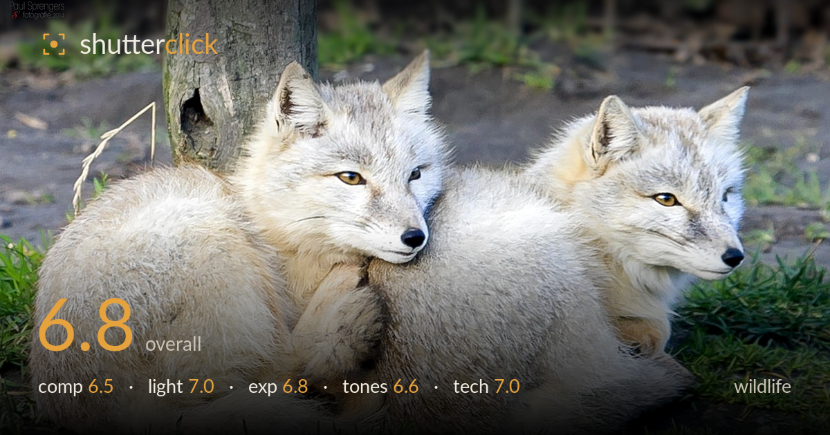 wildlife photo critique card