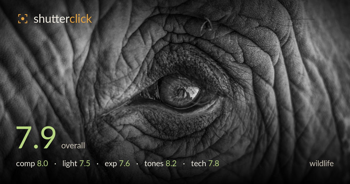 wildlife photo critique card