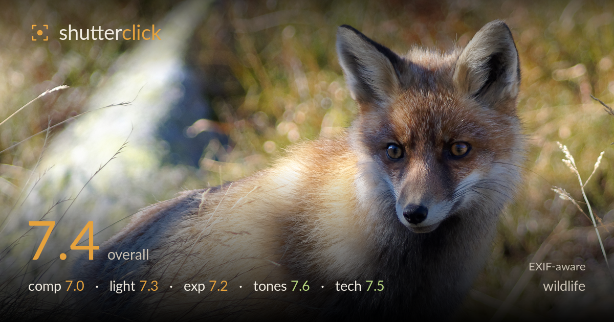 wildlife photo critique card