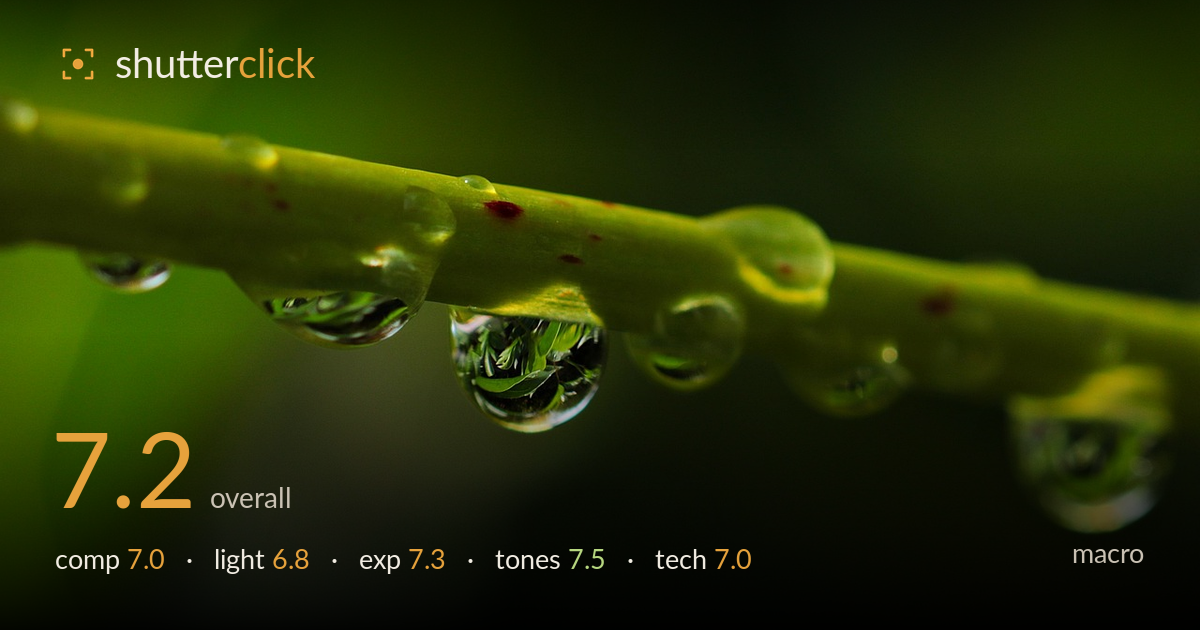 macro photo critique card