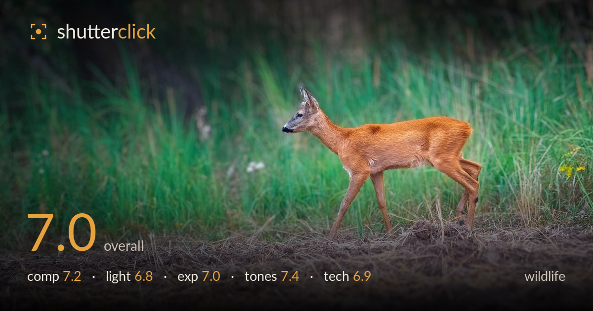 wildlife photo critique card