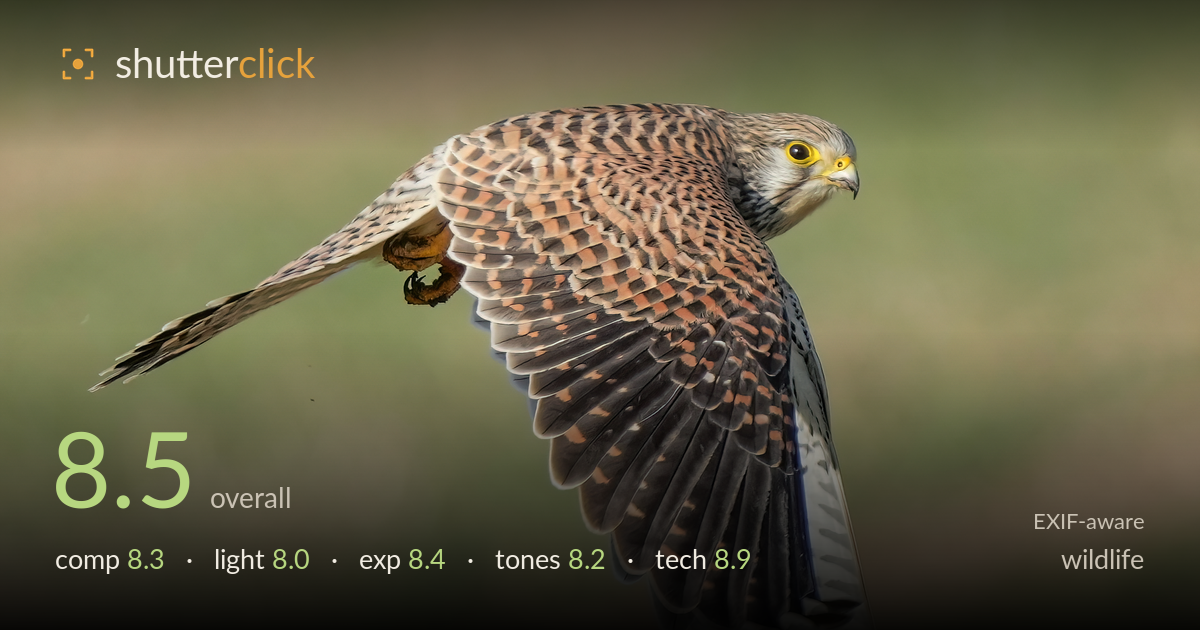 wildlife photo critique card
