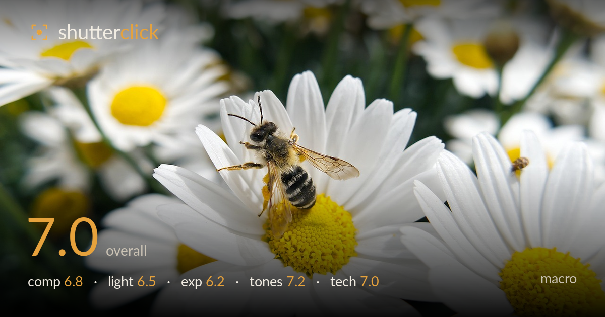 macro photo critique card