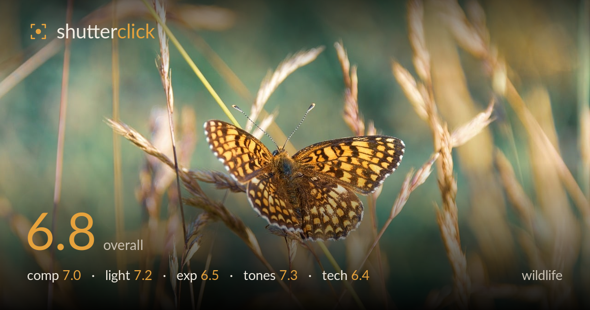 wildlife photo critique card