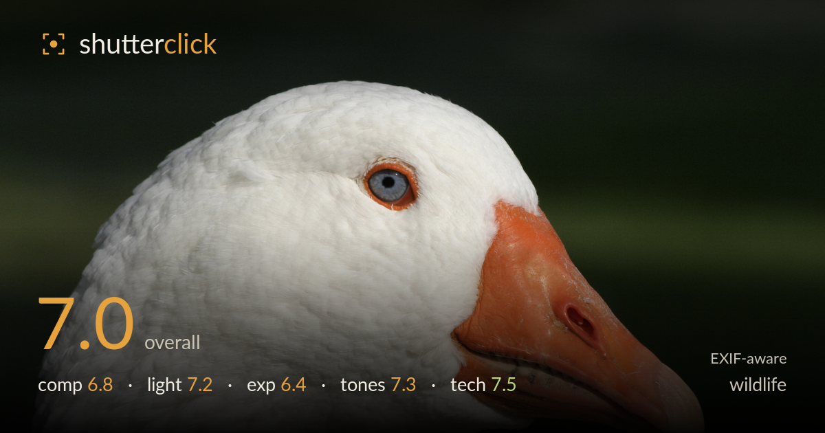 wildlife photo critique card
