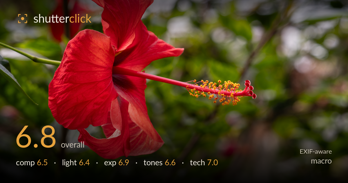 macro photo critique card