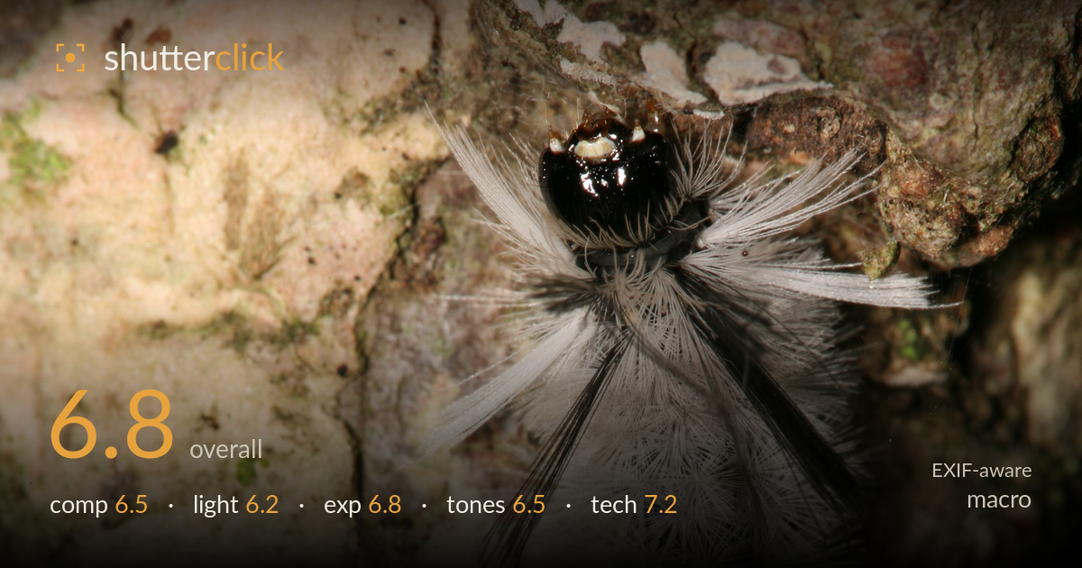 macro photo critique card