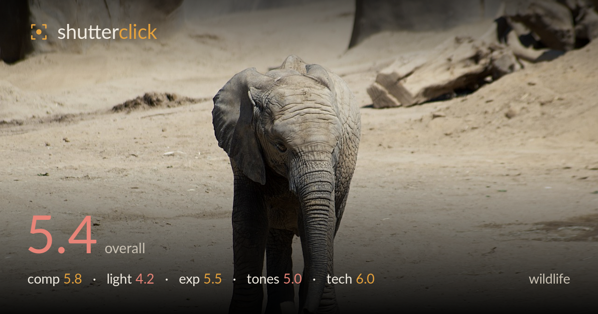wildlife photo critique card