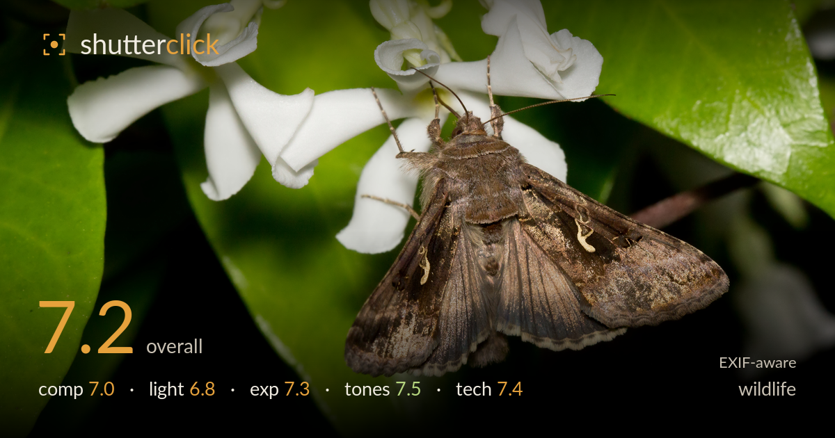 wildlife photo critique card