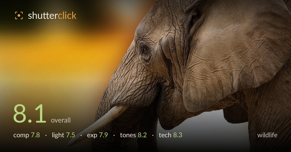 wildlife photo critique card