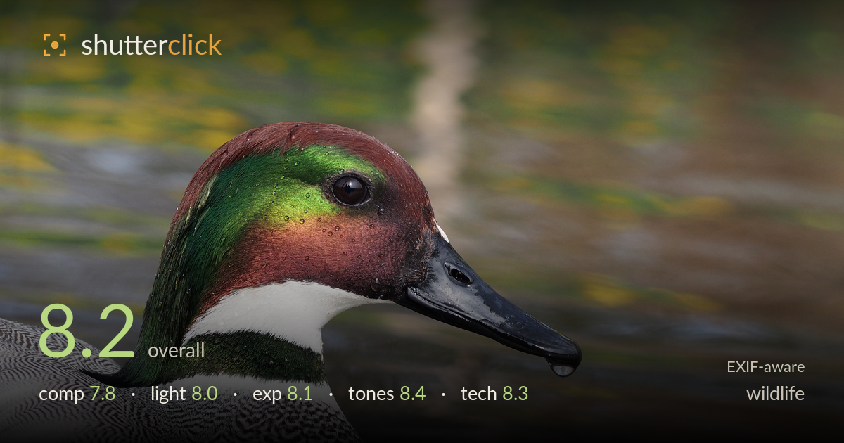 wildlife photo critique card