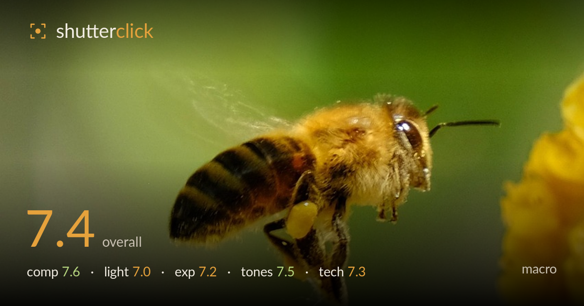 macro photo critique card
