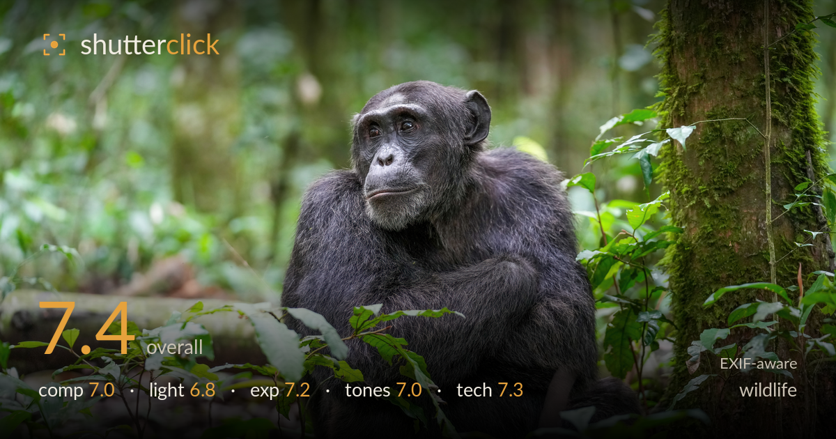 wildlife photo critique card
