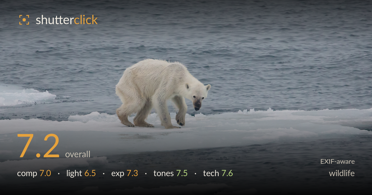 wildlife photo critique card